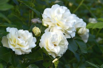 Роза парковая белая