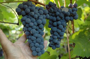Виноград Амурский прорыв